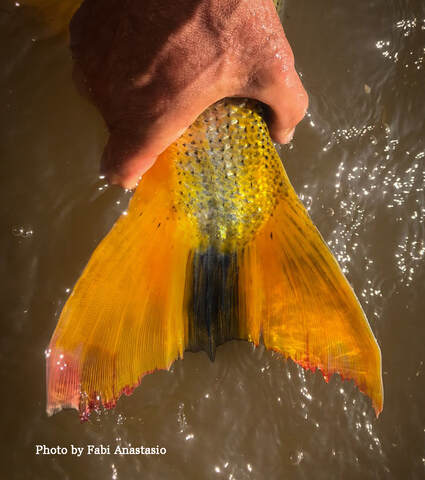 Golden Dorado tail, fish tail, gold fish, gold tailPicture