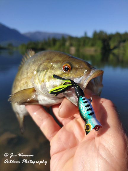 Poppers are great for catching smallmouth bass