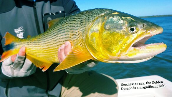 Golden Dorado, Parana River, Argentina, Golden Dorado Fly Fishing, Apex Predator