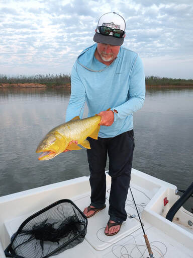 golden dorado fly fishing, fly fisherman, landing net, Parana River, gold fish, Argentina
