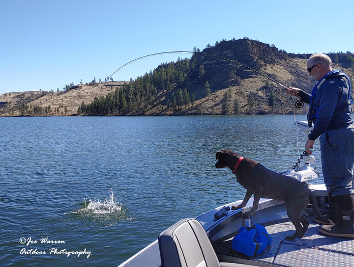 bull trout, Lake Billy Chinook, Oregon, fly fishing, streamer