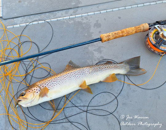 Lake Billy Chinook, reservoir, Oregon, streamer, lake, fly fishing, brown trout, fiberglass fly rod