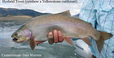 hybrid trout, fly fishing, Henrys Lake, Idaho