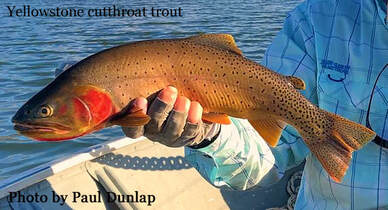 Yellowstone Cutthroat trout, Henrys Lake, Idaho, fly fish
