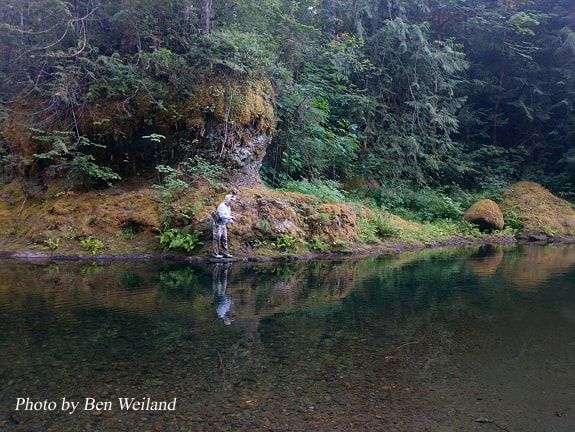Trout fly fisherman on a quiet small stream using a dry fly.