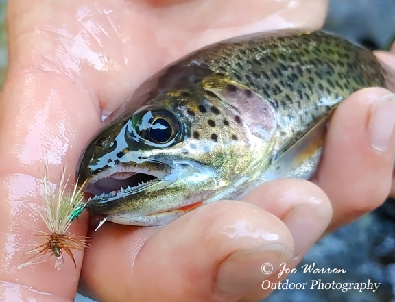 coastal cutthroat trout caught on elk wing caddis dry fly