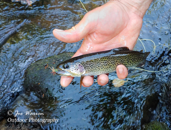 native, wild, coastal cutthroat trout that took a elk wing caddis fly