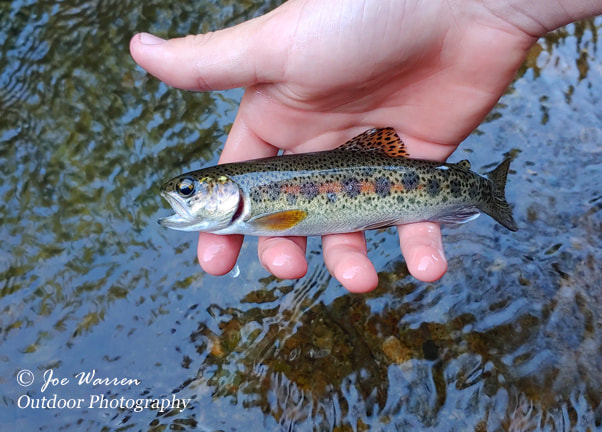 native, wild rainbow trout caught on a dry fly from a small trout stream