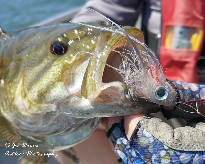 smallmouth bass, fly fishing, dubbing brush baitfish, columbia river
