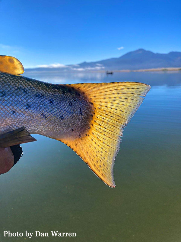 hybrid trout tail, Henrys Lake, Idaho
